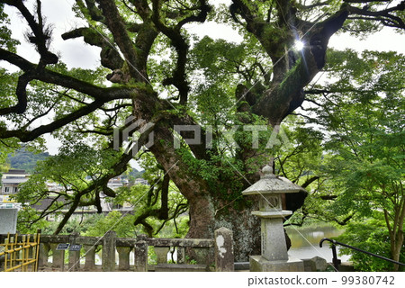 Yotohime Shrine Sacred Tree Saga City Landscape Award 99380742