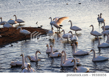 Flock of swans Flock of swans 99380856