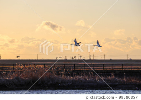 Swan flying in the morning sun Swan flying in the morning sun 99380857