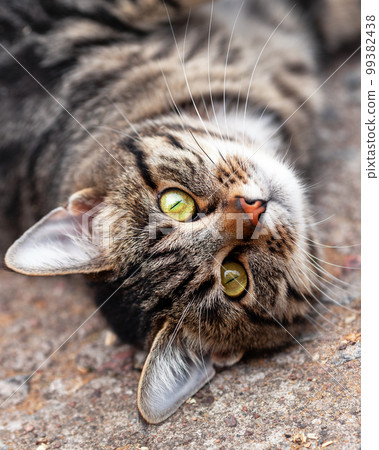 Cute domestic gray tabby cat lying on the ground and looking with big yellow eyes. Vertical close up portrait of pet. 99382438