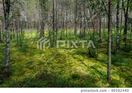 Green moss and young birch and pine trees  in forest swamp in spots of sunlight 99382440