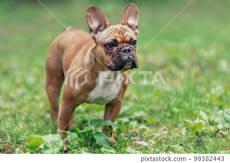 Portrait of young french bulldog dog on green grass in park. Pet at nature Portrait of young french bulldog dog on green grass in park. Pet at nature 99382443