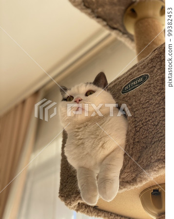 cat looking at strange things 99382453