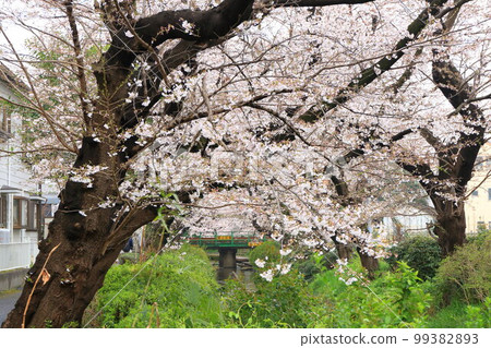 Nikaryo Canal Shukugawara Bank Cherry Blossom Trees and Nambu Line Nikaryo Canal Shukugawara Bank Cherry Blossom Trees and Nambu Line 99382893
