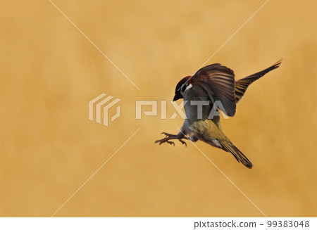 What is this posture of the sparrow? A mysterious moment when you stretch your legs to catch something and the wings are braking 99383048