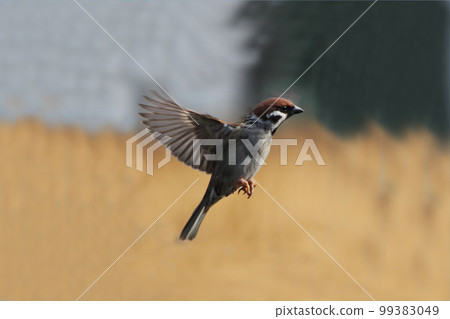 The sparrow spreads its wings and stops in the air to measure the timing. Each wing is beautiful with gradation 99383049