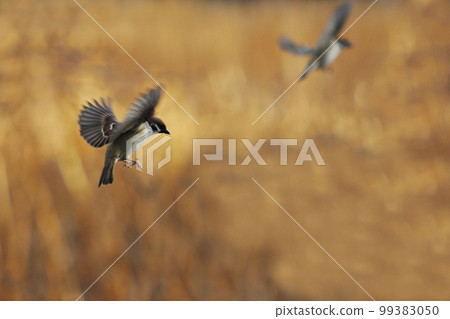 A wonderful flight of a sparrow. Form of spread wings, sparrow's body and outstretched legs, decisive moment 99383050