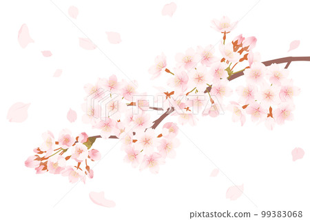 Illustration of cherry blossoms and falling petals Illustration of cherry blossoms and falling petals 99383068