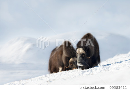 Musk Oxen in Dovrefjell mountains in winter Musk Oxen in Dovrefjell mountains in winter 99383411