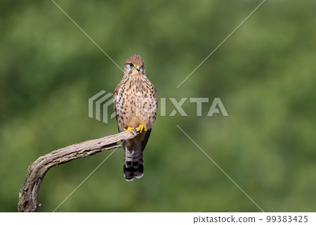Common kestrel perched on a tree branch against green background Common kestrel perched on a tree branch against green background 99383425