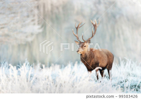 Close up of a Red deer stag in winter Close up of a Red deer stag in winter 99383426