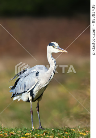 Close-up of a grey heron 99383439