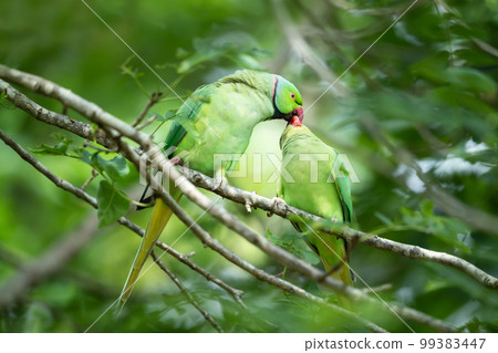 Close-up of a Ring-necked Parakeet feeding chick Close-up of a Ring-necked Parakeet feeding chick 99383447