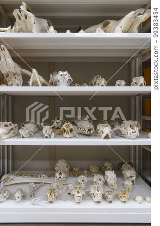 specimen specimen 99383454