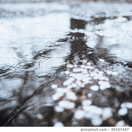 櫻花季的快照 99383487