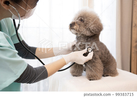 一位女獸醫正在檢查一隻玩具貴賓犬 99383715