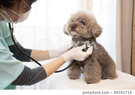 一位女獸醫正在檢查一隻玩具貴賓犬 99383716