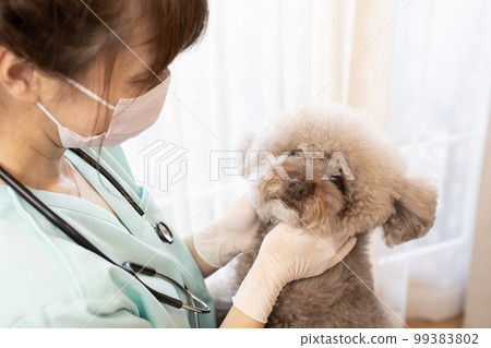 A female veterinarian examining a toy poodle 99383802