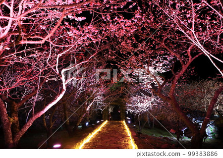 今歸仁城櫻花節點燈 99383886