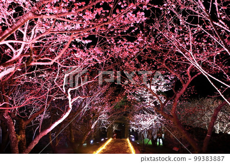 今歸仁城櫻花節點燈 今歸仁城櫻花節點燈 99383887