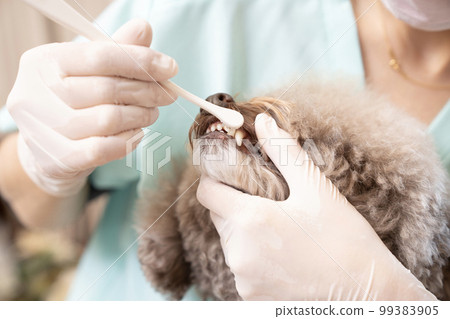 一位女獸醫正在給玩具貴賓犬刷牙 99383905