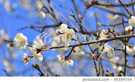 Nanbu Bairin Park/Plum Blossoms (Nanbu Town, Wakayama Prefecture) 99384554