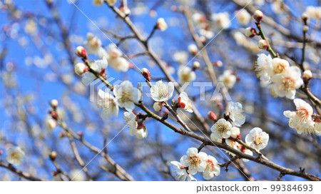 Nanbu Bairin Park/Plum Blossoms (Nanbu Town, Wakayama Prefecture) Nanbu Bairin Park/Plum Blossoms (Nanbu Town, Wakayama Prefecture) 99384693