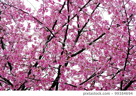 Cherry Blossoms Cherry Blossoms 99384694