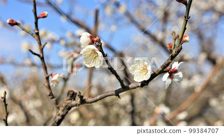 Nanbu Bairin Park/Plum Blossoms (Nanbu Town, Wakayama Prefecture) Nanbu Bairin Park/Plum Blossoms (Nanbu Town, Wakayama Prefecture) 99384707