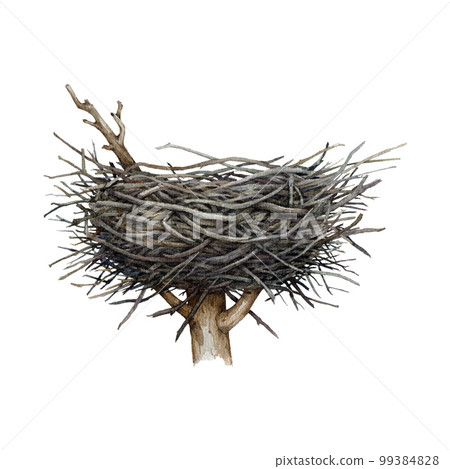 Big bird, eagle or stork nest on the tree top. Watercolor illustration. Hand drawn wildlife nature element. Bird nest from sticks and branches on the tree top. Isolated on white background 99384828