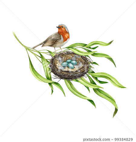 Robin bird on the nest with eggs. Watercolor illustration. Garden small songbird siting on the nest in the tree branch. Nature scene image. Realistic natural decor with robin bird, green leaves, nest 99384829