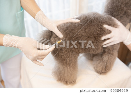 A female veterinarian giving an injection to a toy poodle A female veterinarian giving an injection to a toy poodle 99384929