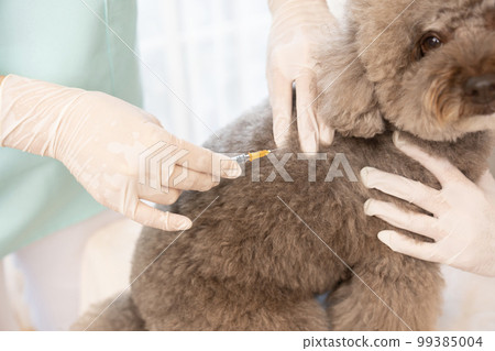 A female veterinarian giving an injection to a toy poodle 99385004