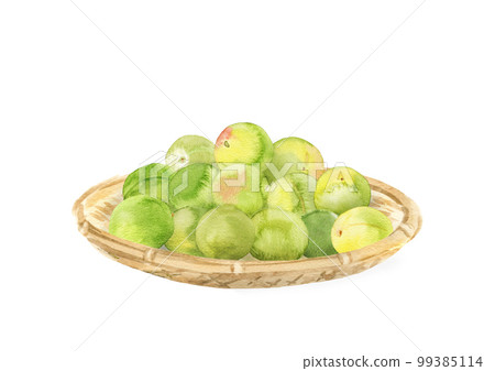 Unripe plums for plum wine in a bamboo basket watercolor illustration 99385114