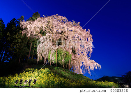 福島_夜間照亮戰場的垂枝櫻花 99385238