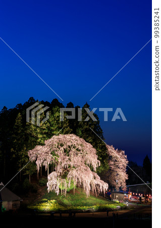 福島_夜間照亮戰場的垂枝櫻花 99385241