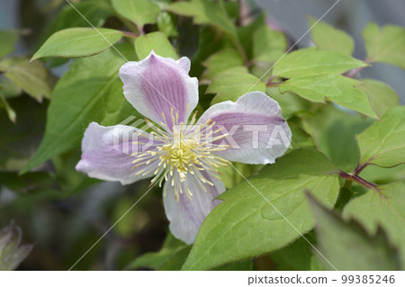 Clematis Fragrant Spring 99385246