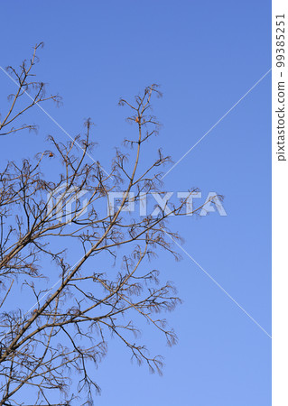 Norway maple 99385251