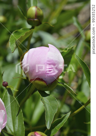 Fragrant peony 99385252