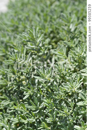 Germander hybrid Germander hybrid 99385259