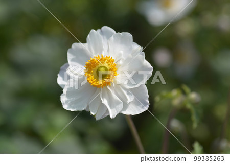 Japanese anemone Japanese anemone 99385263