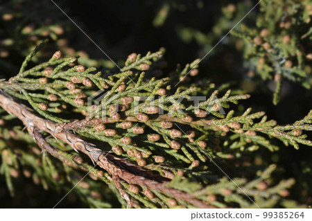 Pfitzer Juniper Pfitzer Juniper 99385264