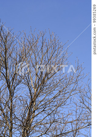 Red horse chestnut 99385269