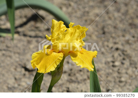 Standard Dwarf Bearded Iris Orange Caper 99385270