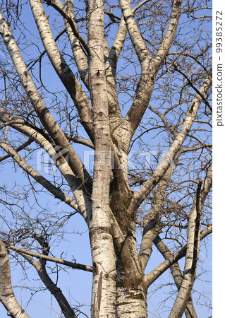 White poplar White poplar 99385272
