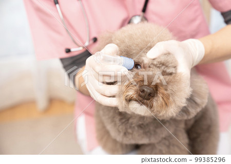 A female veterinarian who puts eye drops on a toy poodle A female veterinarian who puts eye drops on a toy poodle 99385296