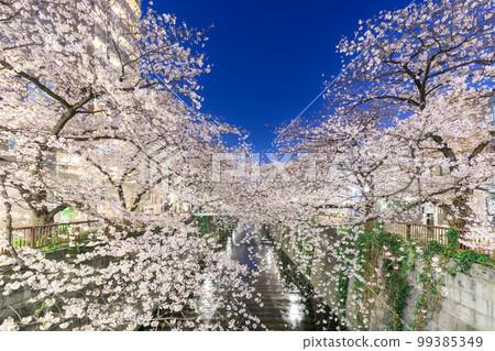 東京_目黑川之夜櫻花美景 99385349
