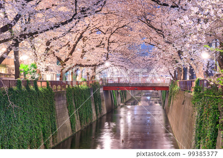 東京_目黑川之夜櫻花美景 99385377