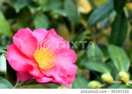 在冬天閃耀的關椿 在冬天閃耀的關椿 99385388