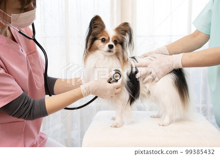 A female veterinarian examining a papillon A female veterinarian examining a papillon 99385432
